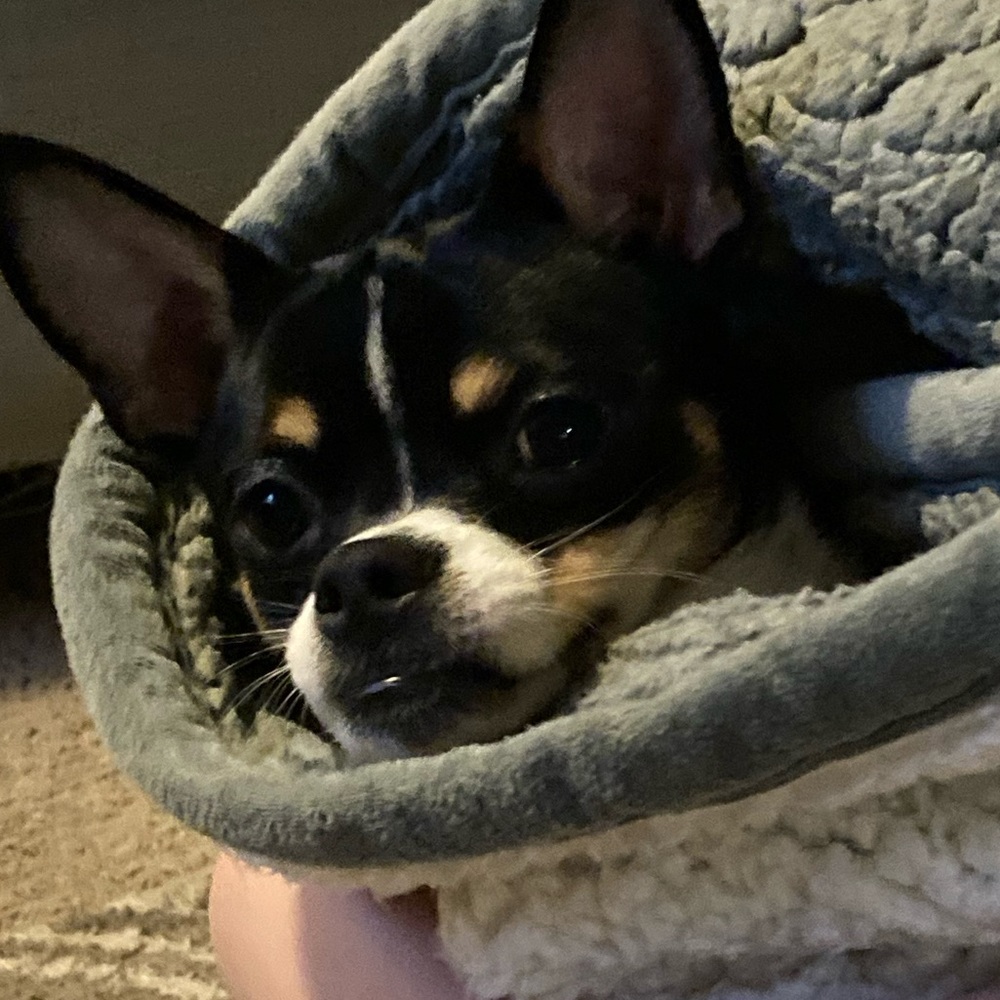 Meet your Posher, Avoryyy